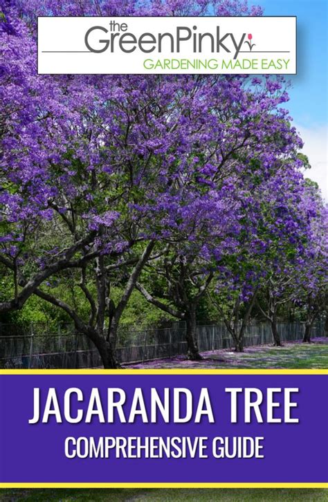 Jacaranda Tree — What Should You Know? Our Complete Guide