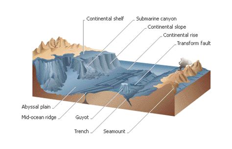 Relief Of The Ocean Floor In Diagram | Review Home Co