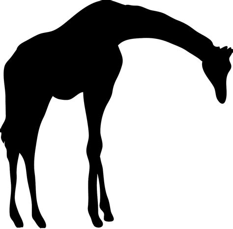 Horse Silhouette