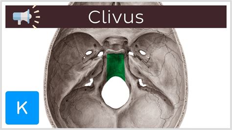 Clivus | Anatomical Terms Pronunciation by Kenhub - YouTube