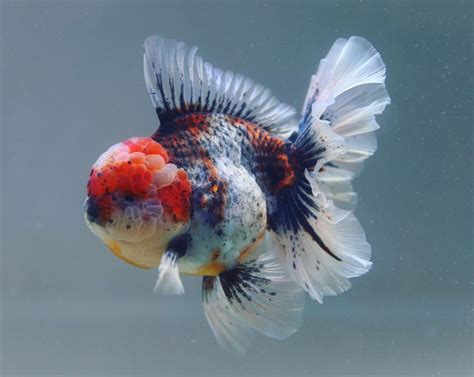 Oranda Goldfish Big Size - Emberly Anastasio