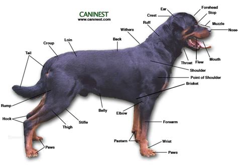 Basic Dog Anatomy