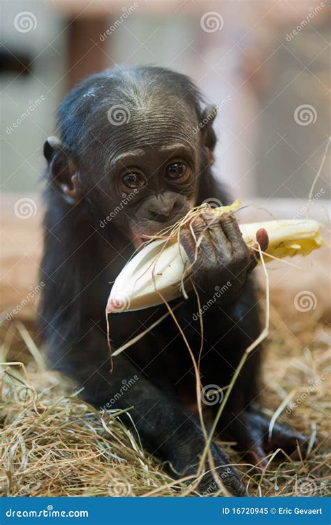 Cute baby Bonobo monkey stock image. Image of african - 16720945