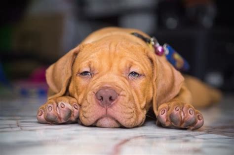 Red Nose Pitbull: Temperament, Traits, Facts, and Price | Perfect Dog Breeds