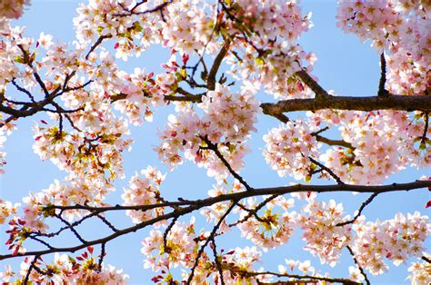 Spring Free Stock Photo - Public Domain Pictures