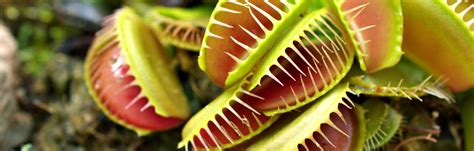 147 years after Darwin, flesh-eating plants still have scientists stumped