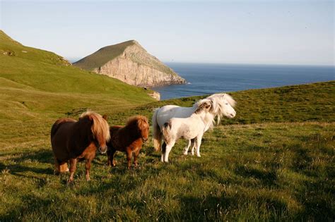 15 Top Things to Do in Shetland | VisitScotland