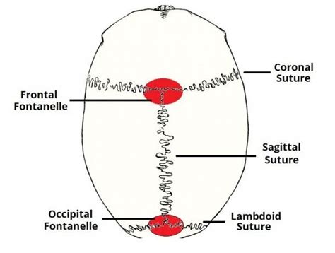 Skull Sutures Diagram | Sutures, Diagram, Biology diagrams