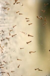 Get Rid of Mosquitoes This Summer with These Helpful Tricks | Bain Pest Control Service