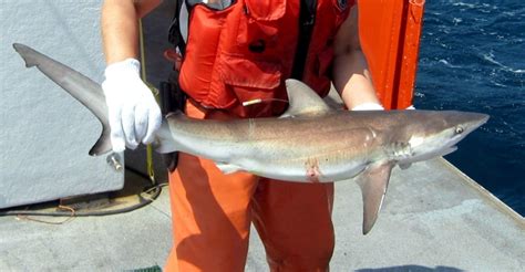 Dusky Shark – "OCEAN TREASURES" Memorial Library