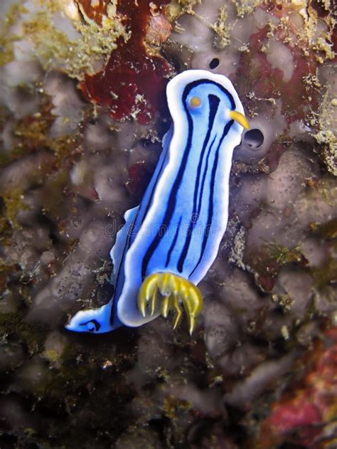 Sea Slug or Nudibranch (Chromodoris Lochi) in the Filipino Sea December 21, 2011 Stock Image ...