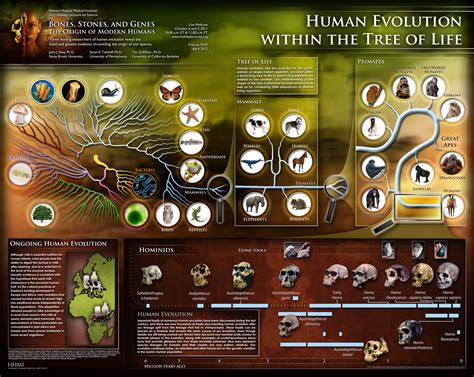 Human Evolution Tree