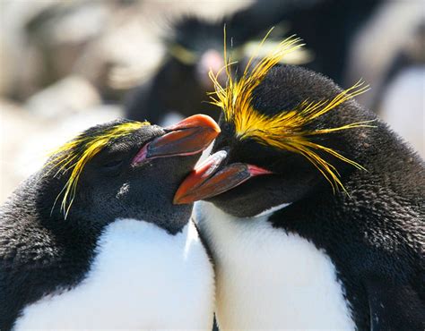 Macaroni - Falklands Conservation