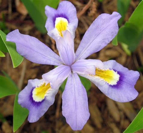 Poppular Photography: Dwarf Crested Iris (Iris cristata).