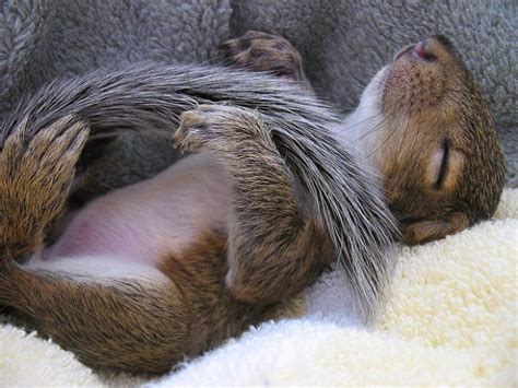 Squirrels Often Sleep On Their Back, And It’s Adorable – Smile and Happy