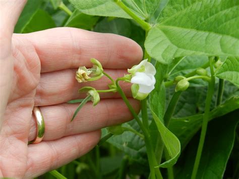 When and How to Harvest