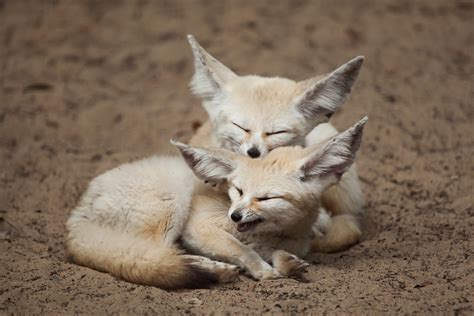 Fennec Fox Facts - CRITTERFACTS