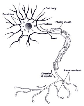 Alcoholic polyneuropathy - Wikipedia