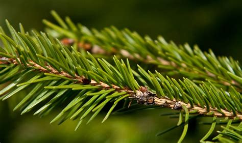 Evergreen Needles -From A Pine, Spruce, or Fir tree? - Jake's Nature Blog