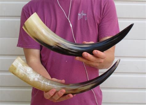 16 to 19-7/8 inches Wholesale Polished Water Buffalo Horns in Bulk $9.27 each