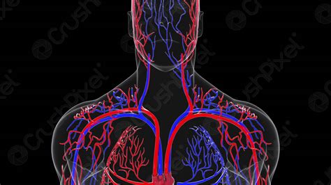 Circulatory System Anatomy In A Human Body 3D Model, 40% OFF