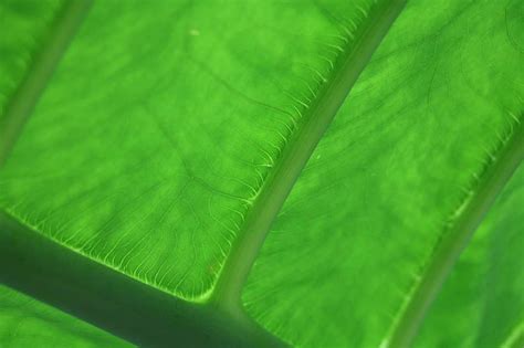 leaf, veins, leaf veins, nature, green, plant, close up, structure ...