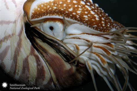 Smithsonian Insider – Nautilus shell deformity puzzles scientists ...