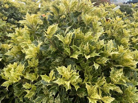 Osmanthus Goshiki 3G – Cross Creek Nursery & Landscaping