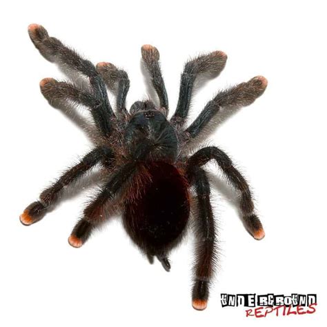 Pinktoe Tarantula - Underground Reptiles