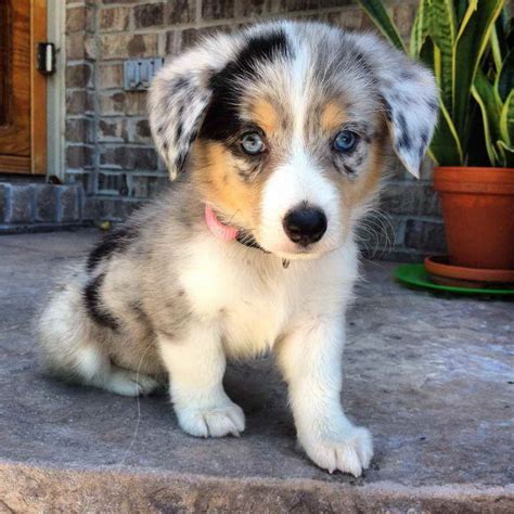 Aussie Corgi Puppies For Sale | PETSIDI