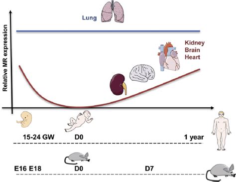 Schematic representation of mineralocorticoid receptor (MR) ontogenesis... | Download Scientific ...