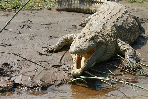 Crocodile Nile Ethiopia Lake · Free photo on Pixabay