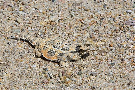 Desert Horned Lizard stock photo - Minden Pictures