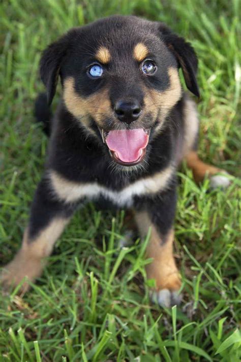 Husky Rottweiler Mix Puppies For Sale | PETSIDI