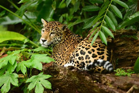 Belize Wildlife – Credit BananaBank-Jaguar – Belize Wildlife & Referral ...