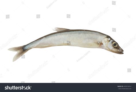 Capelin Fish Isolated On White Background Stock Photo 495014914 ...