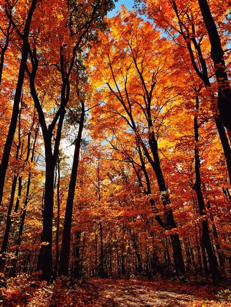 (OC) Gatineau Park in the fall; Gatineau Park, Quebec [2436x1125 ...