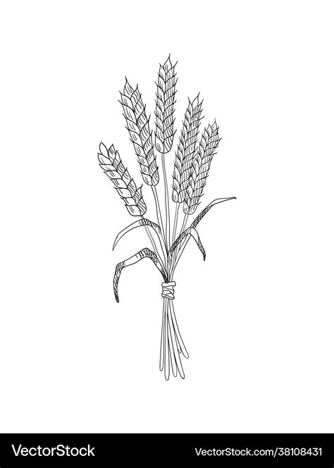 Wheat grain sketch hand drawn black and white Vector Image