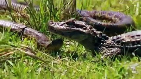 Crocodile vs Anaconda - Dailymotion Video