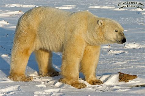 Polar Bears WALKING!!!