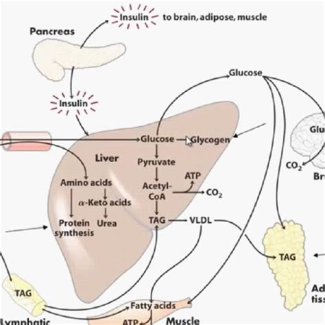 (PDF) Metabolic Integration during the Postprandial, Fasting and ...