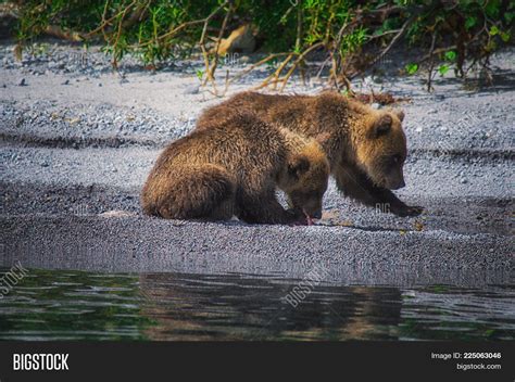 Kamchatka Brown Bear Image & Photo (Free Trial) | Bigstock