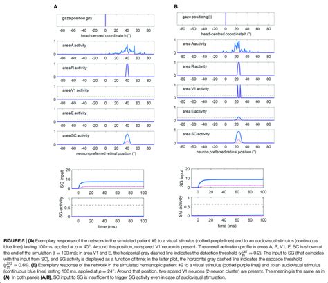 shows changes in inter-area synapses at different stages during ...