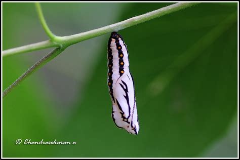 4369 - butterfly pupa | Four stages of butterfly are egg,lar… | Flickr