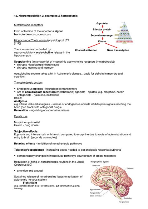 Neuromodulation 2- examples & homeostasis - 15. Neuromodulation 2 ...