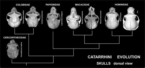 Catarrhini - Alchetron, The Free Social Encyclopedia