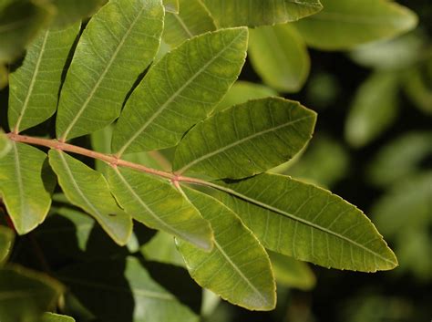 pinnate-compound leaf | pinkish rachis flattened and ribbed … | Flickr