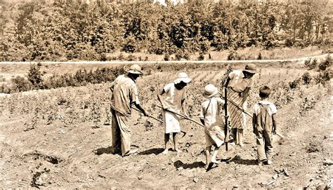 'African American' family working a cotton field ca1980 NA… | Flickr