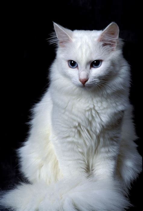 Turkish Angora - Alchetron, The Free Social Encyclopedia