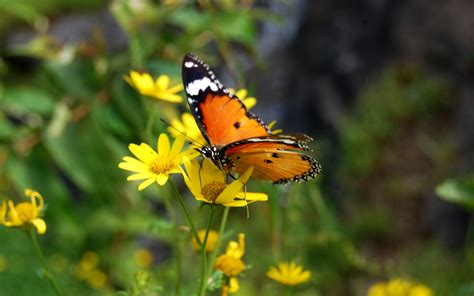 File:Mountain Butterfly in india.jpg - Wikimedia Commons